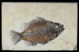 Beautiful, Fossil Fish (Cockerellites) - Green River Formation #117144-1